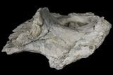 Unprepared Sauropod Dorsal Vertebra - Colorado #119859-1